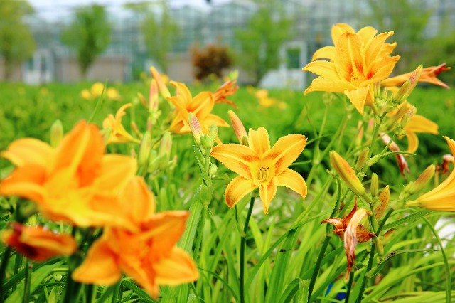 校地?cái)y手讓小小萱草花釋放大能量。學(xué)校供圖