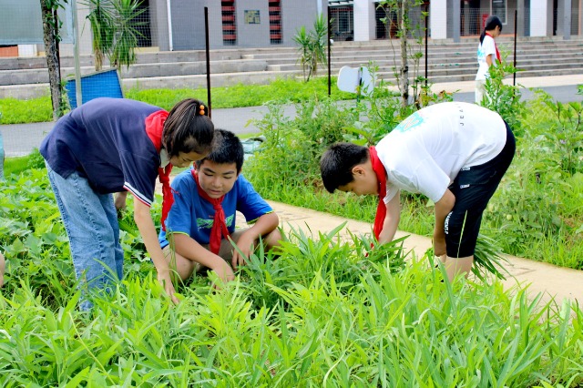 鐘山鎮(zhèn)第七小學(xué)的少先隊(duì)員代表們正在黨員教師的帶領(lǐng)下采摘成熟的蔬菜。 (2).jpg