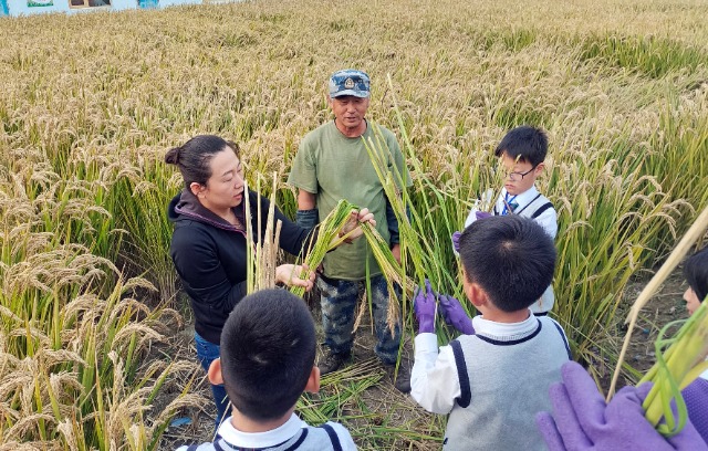 秋收時(shí)節(jié)，學(xué)生在老師指導(dǎo)下將水稻打捆   攝影  高望.jpg