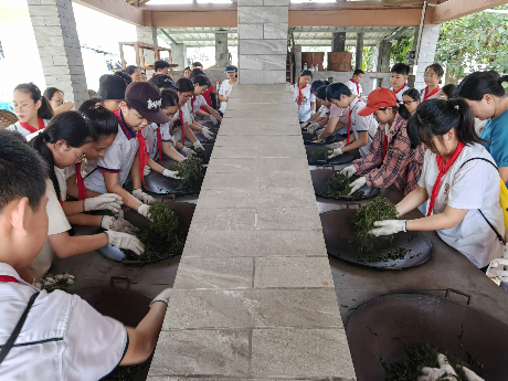 梧州市蒼海小學(xué)的同學(xué)們體驗炒茶、制茶。.png
