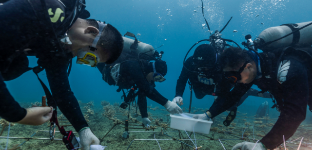 海南大學(xué)科研團(tuán)隊(duì)在三亞海底進(jìn)行珊瑚種植。（學(xué)校供圖）.png